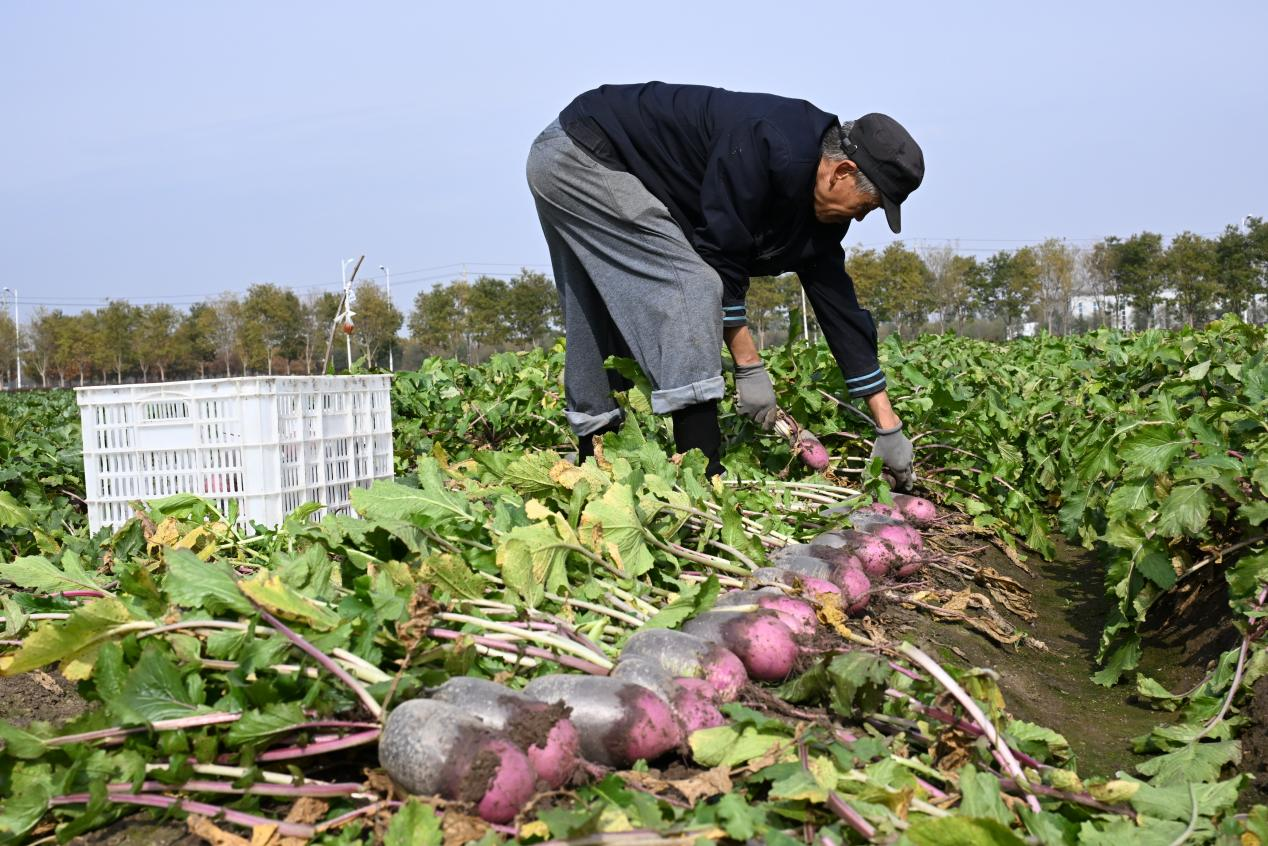 山东即墨:立冬近 农事忙