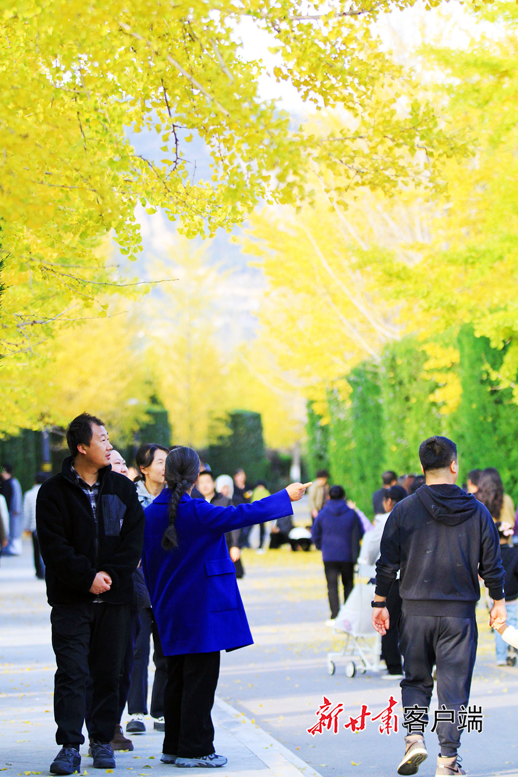 甘肃平凉银杏大道美如画