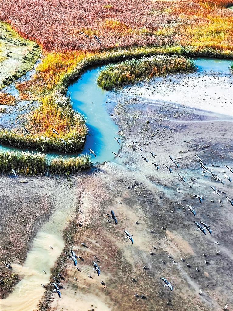 在张掖黑河湿地国家级自然保护区上空飞翔的灰雁 新甘肃·甘肃日报记者 盛学卿