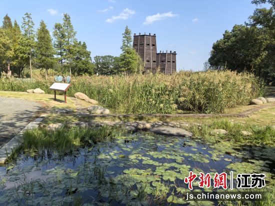 湿地中的观鸟台成了沙家浜的新地标。 钟升 摄