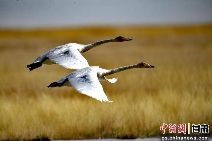 图为在甘肃盐池湾国家级自然保护区内，斑头雁、大天鹅、反嘴鹬等珍稀鸟类在湿地水域间游弋觅食、振翅翱翔，为深秋的高原湿地增添了灵动生机。色拥军　摄