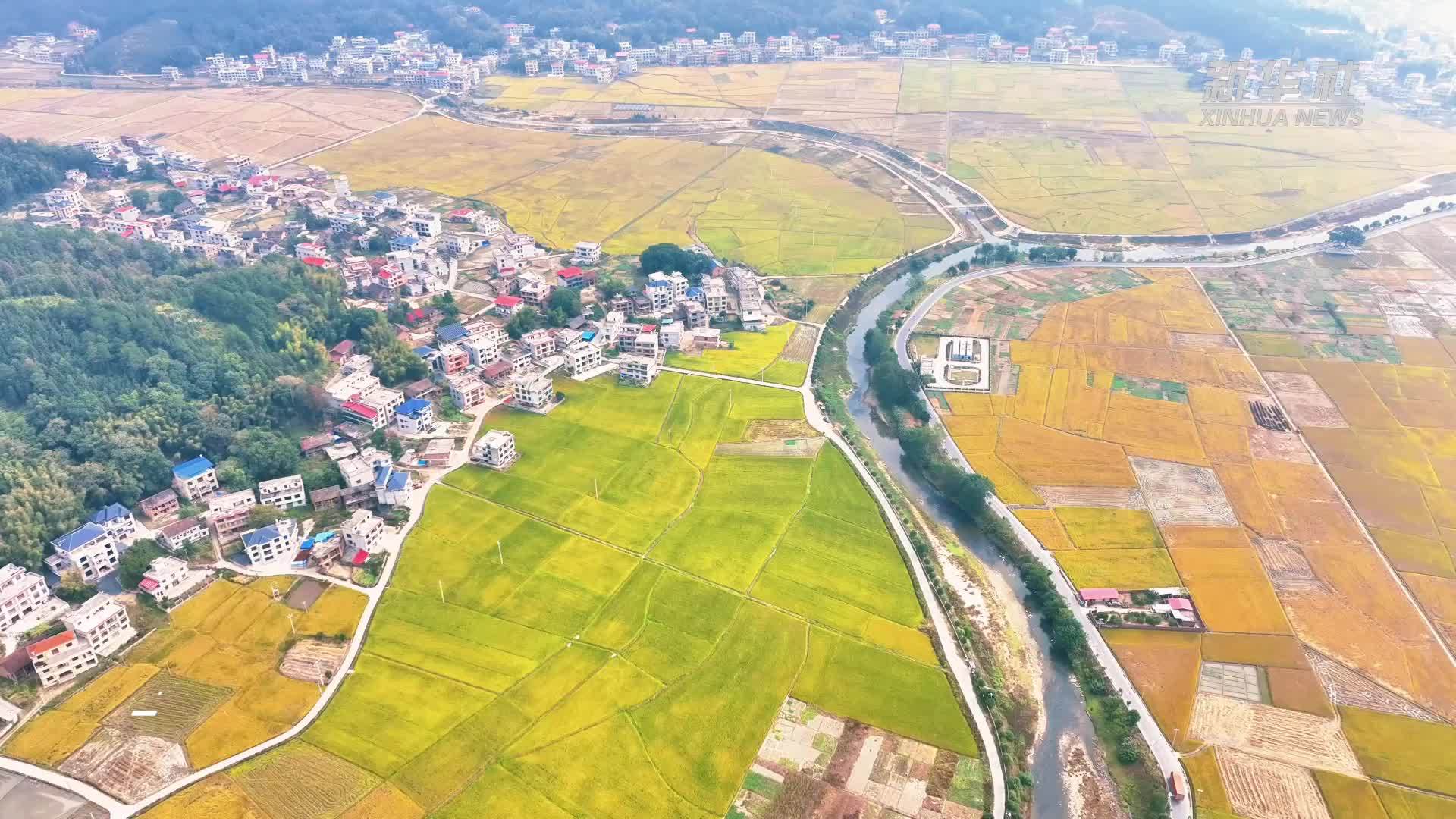 瞰中国｜湖南隆回：晚稻丰收景美如画