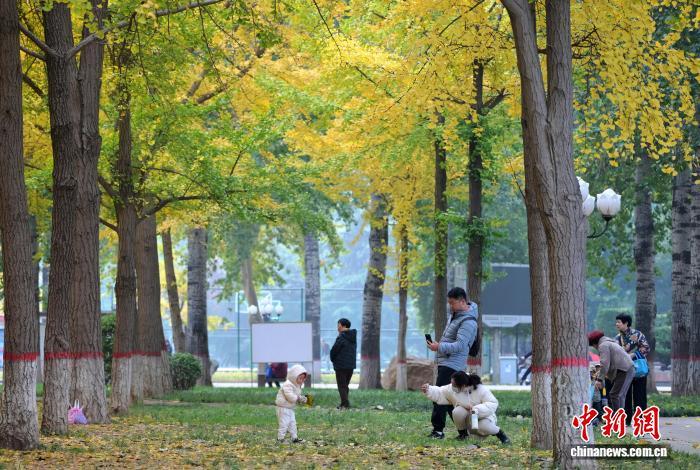 11月5日，河北石家庄街边一公园，民众赏秋景、拍美照，尽享秋日惬意。中新社记者 翟羽佳 摄