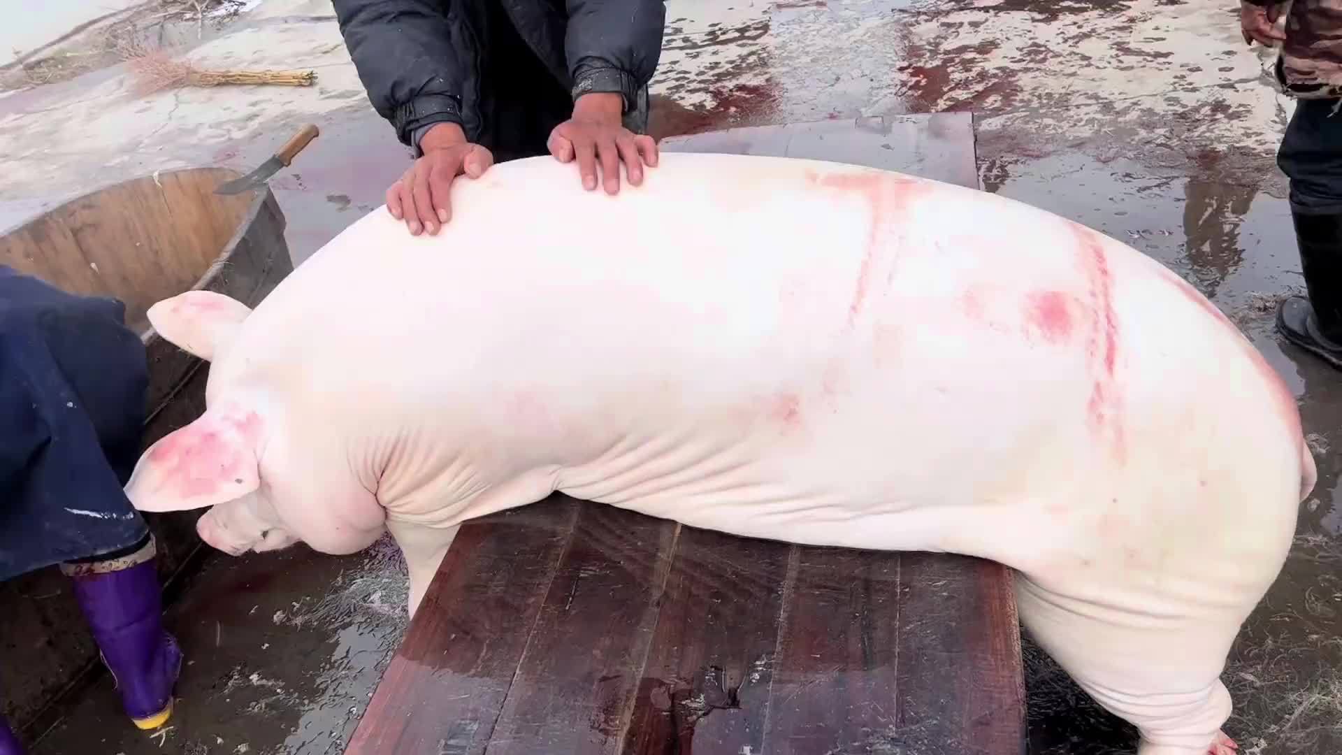 93岁老人养出了极品土猪肉， 屠夫杀猪20年都说第一次见