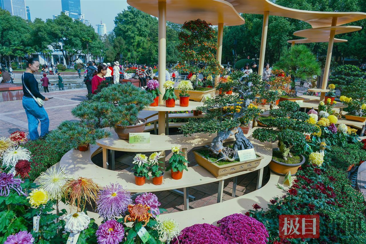 精美的盆景为菊展添彩