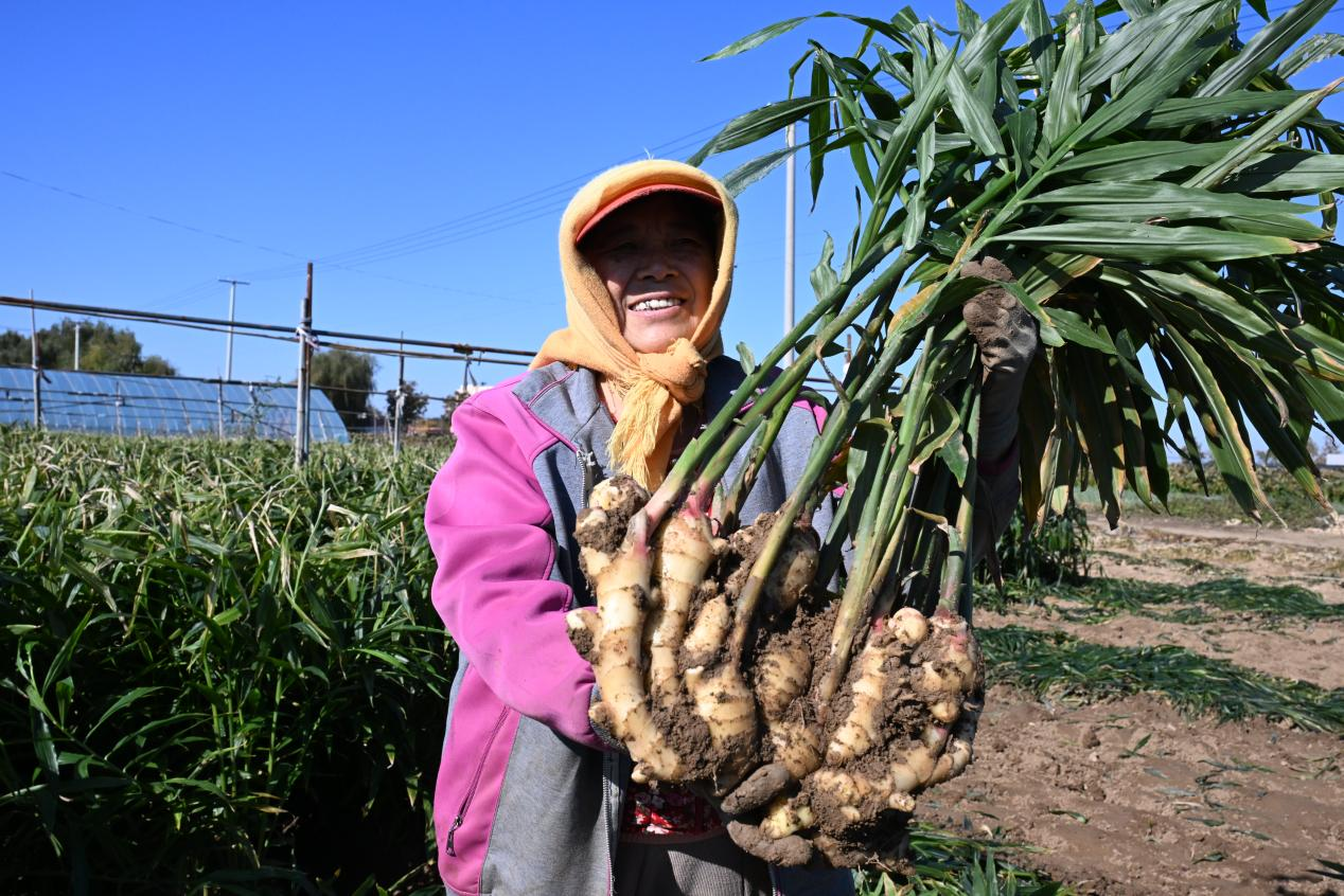 山东即墨:生姜采收忙,采出好“钱”景