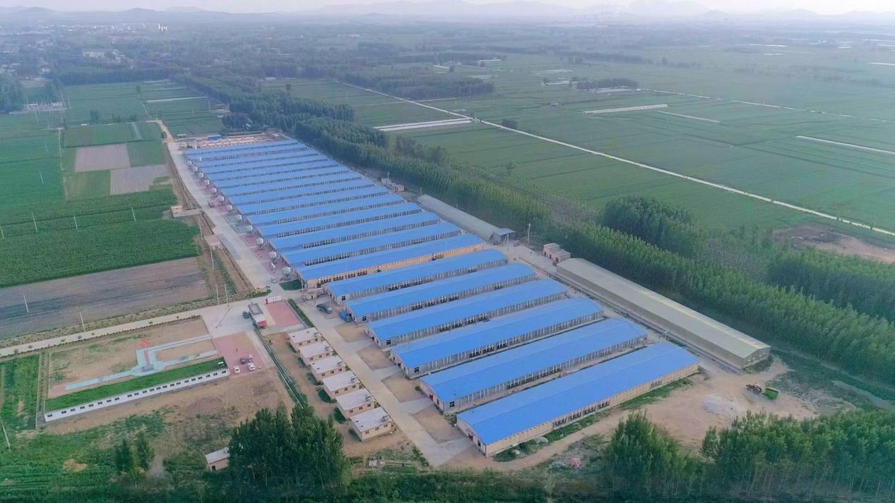 天信农牧高标准智能立体肉鸭棚舍（受访者供图）
