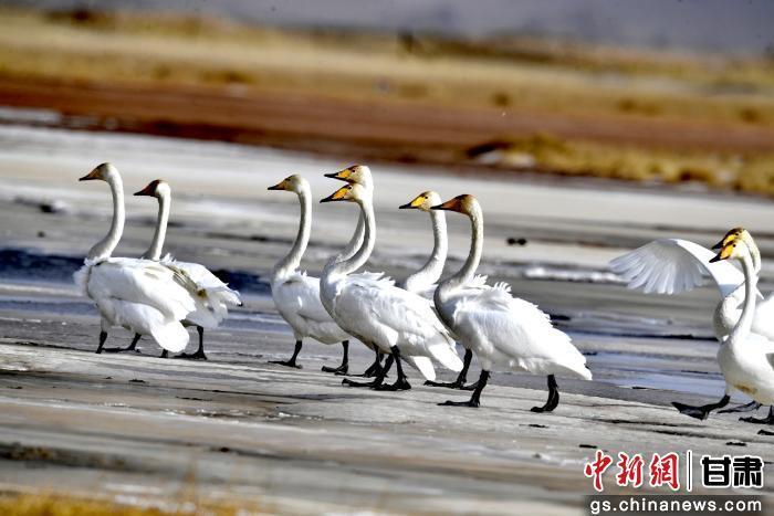 图为在甘肃盐池湾国家级自然保护区内，斑头雁、大天鹅、反嘴鹬等珍稀鸟类在湿地水域间游弋觅食、振翅翱翔，为深秋的高原湿地增添了灵动生机。色拥军　摄