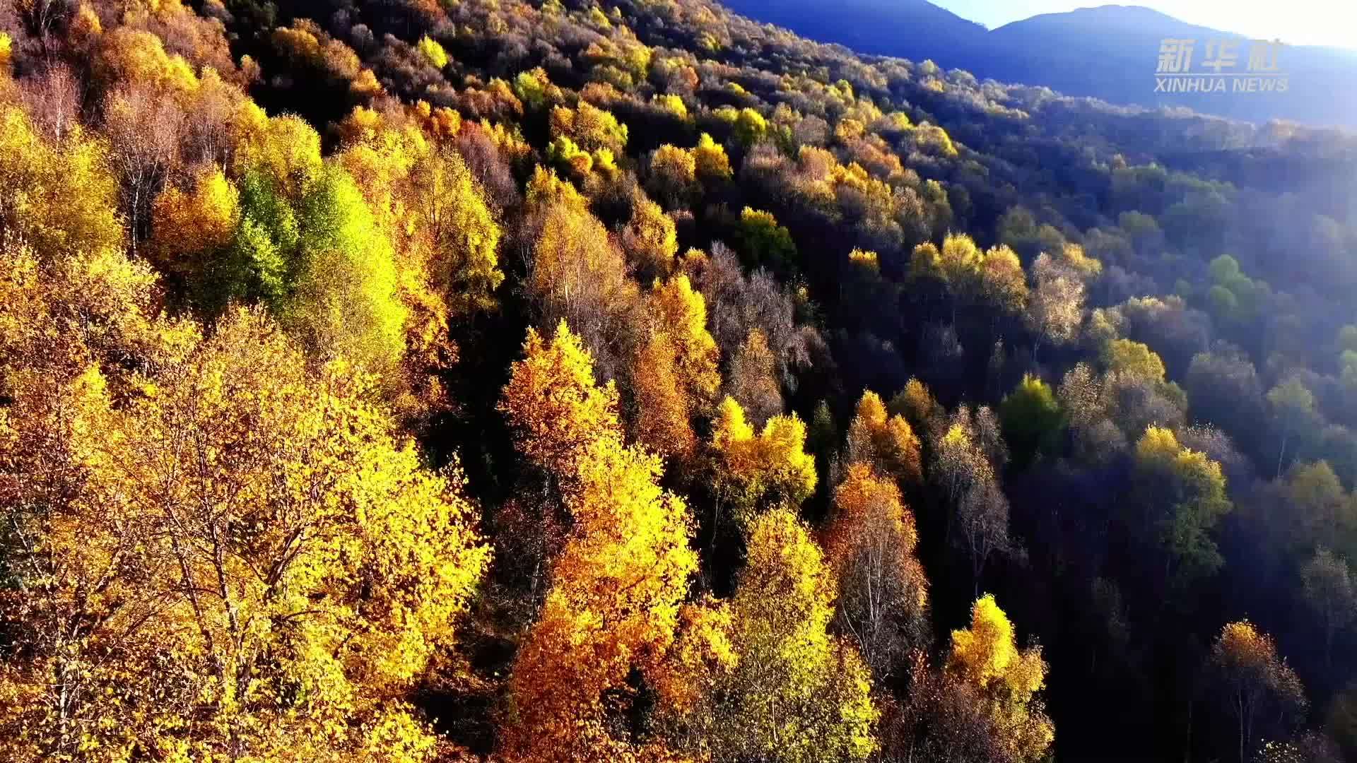 青海循化：高原秋景如画 绽放斑斓画卷