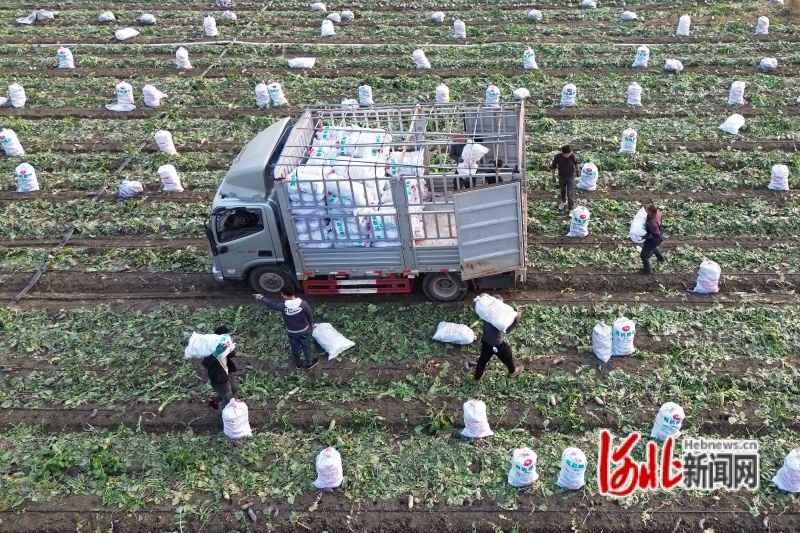 图为10月25日，河北省玉田县陈家铺镇高家铺村，农民正在田间将收获的萝卜装车。