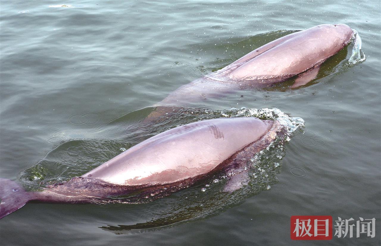 两头江豚在嬉水（极目新闻通讯员 肖敏 摄）