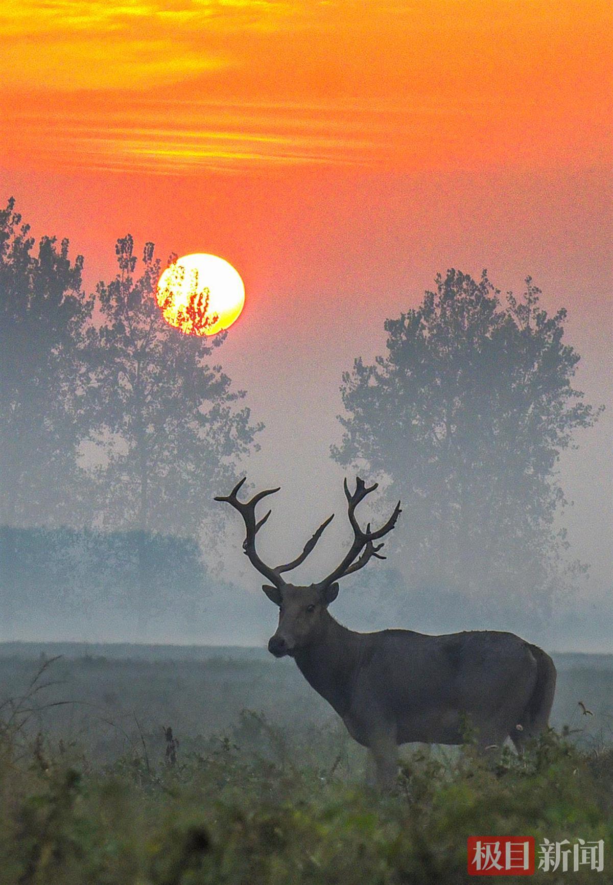石首麋鹿国家级自然保护区，一头麋鹿在朝阳下觅食（极目新闻记者 黄志刚 摄）