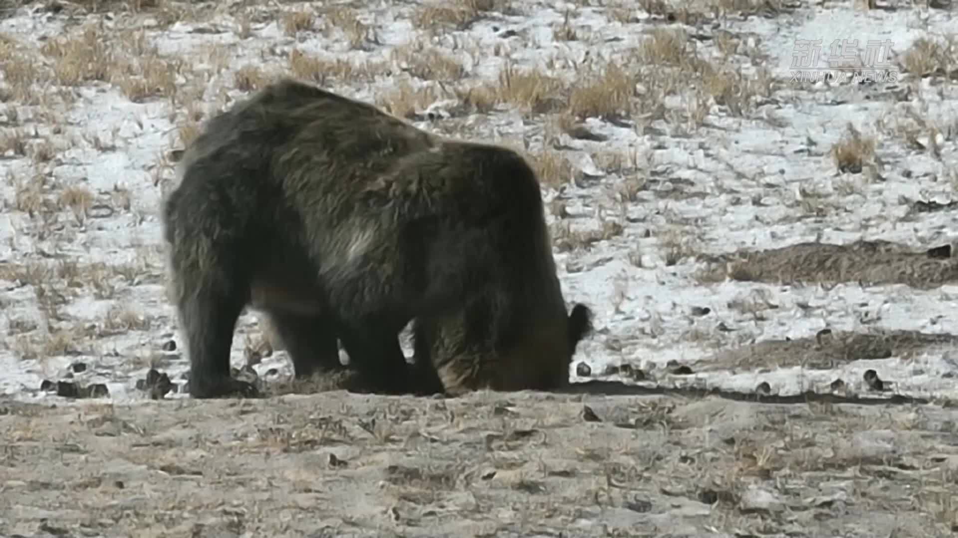 新疆阿尔金山：藏马熊携幼崽备足脂肪迎冬眠