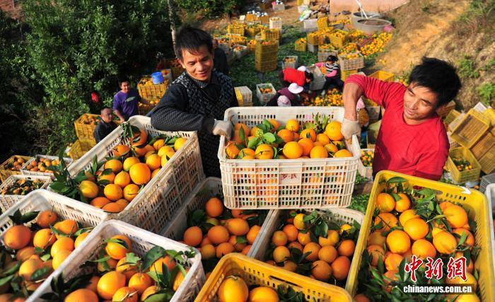 果农正在采摘赣南脐橙。 安远县融媒体中心供图