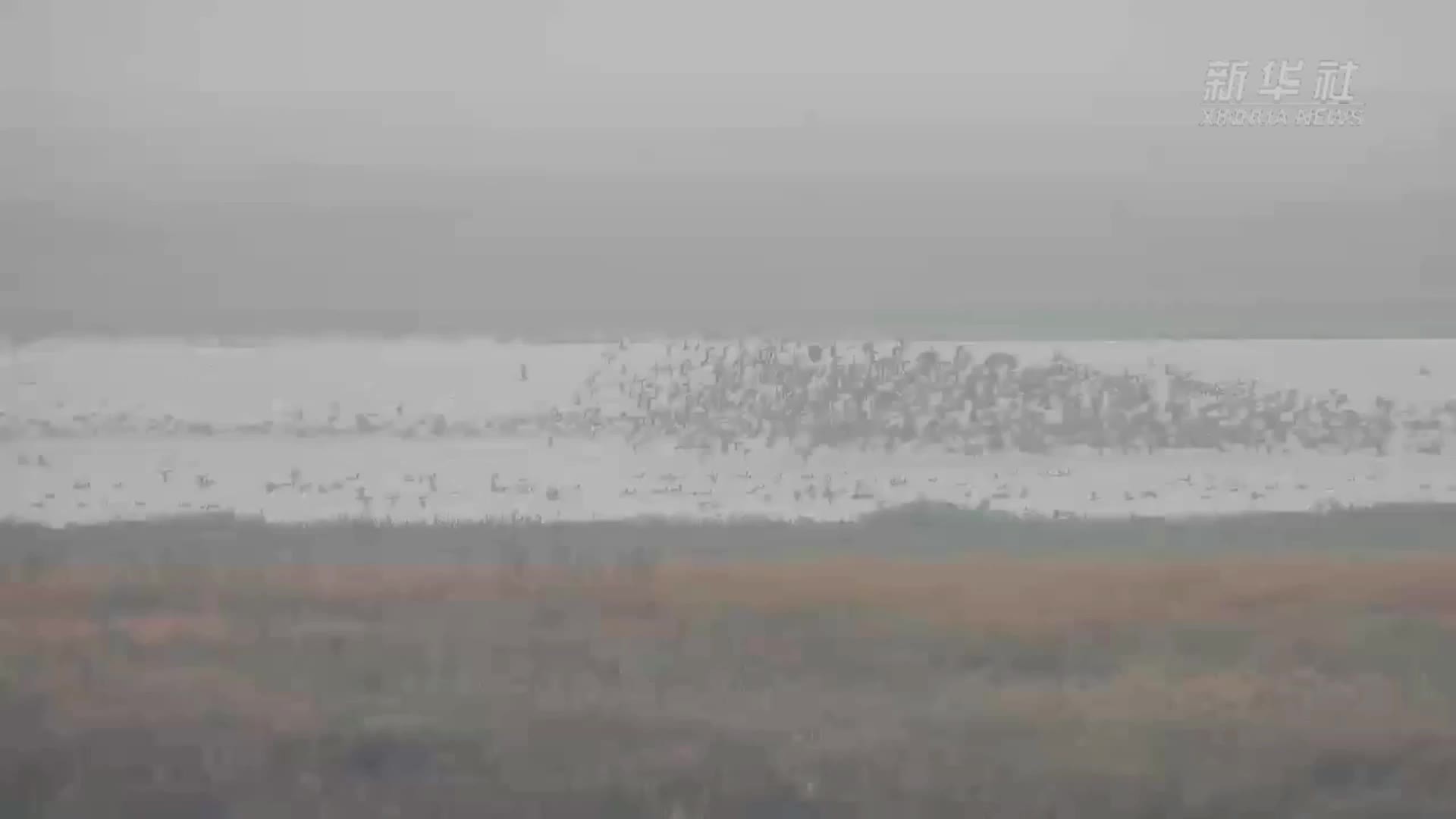 江西：冬候鸟陆续抵达鄱阳湖余干水域