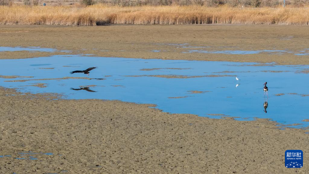 11月12日,黑鹳等候鸟在张掖黑河湿地国家级自然保护区高台段一处湿地浅滩休憩觅食(无人机照片)。新华社记者 郎兵兵 摄