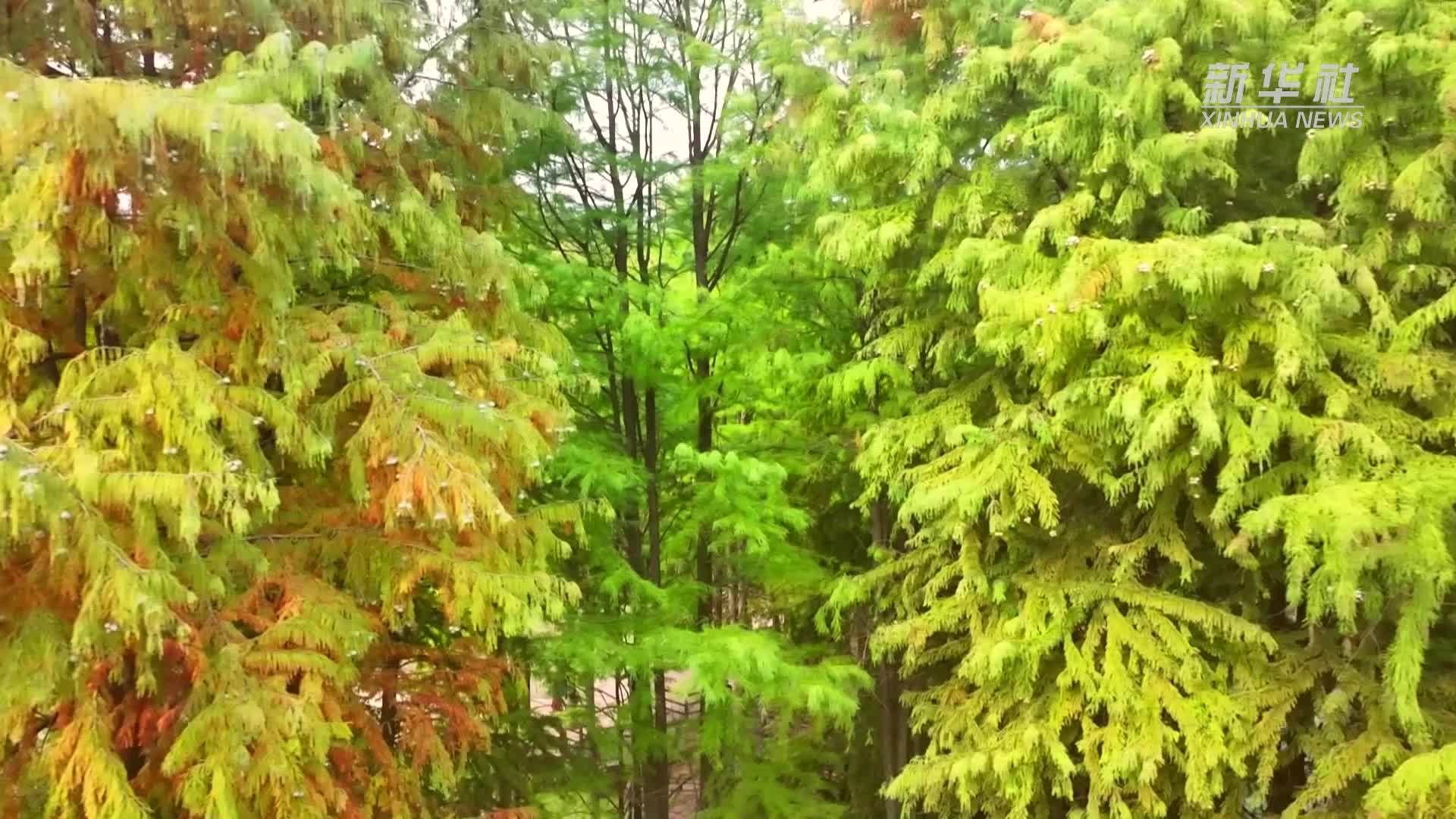 杭州临安青山湖：树影婆娑醉清波