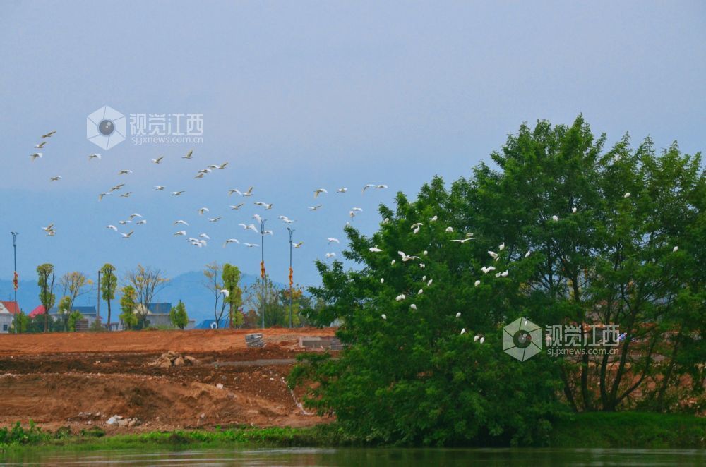11月12日,江西省永新县禾水河畔,一群白鹭时而展翅高飞,时而低旋嬉戏,它们灵动的身姿与波光粼粼的水面相映成趣,为静谧的河道增添了无限生机与活力。