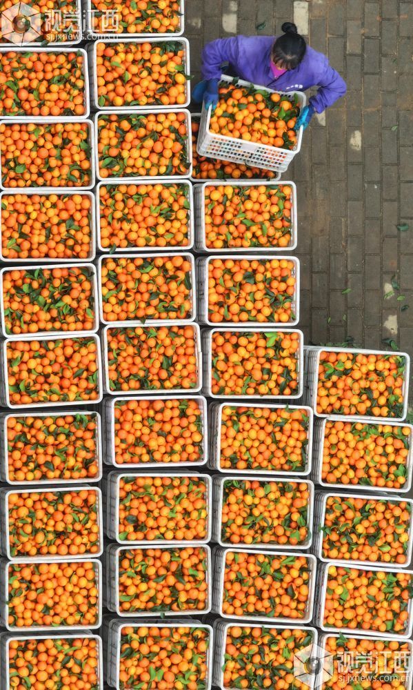 11月9日,江西省吉安市泰和县塘洲镇塘洲村奔象果业砂糖橘种植基地,农民正在装运采收的砂糖橘。