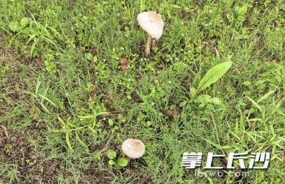大青褶伞常出现在小区、公园草坪甚至马路边。 长沙晚报通讯员 侯桂仁 供图