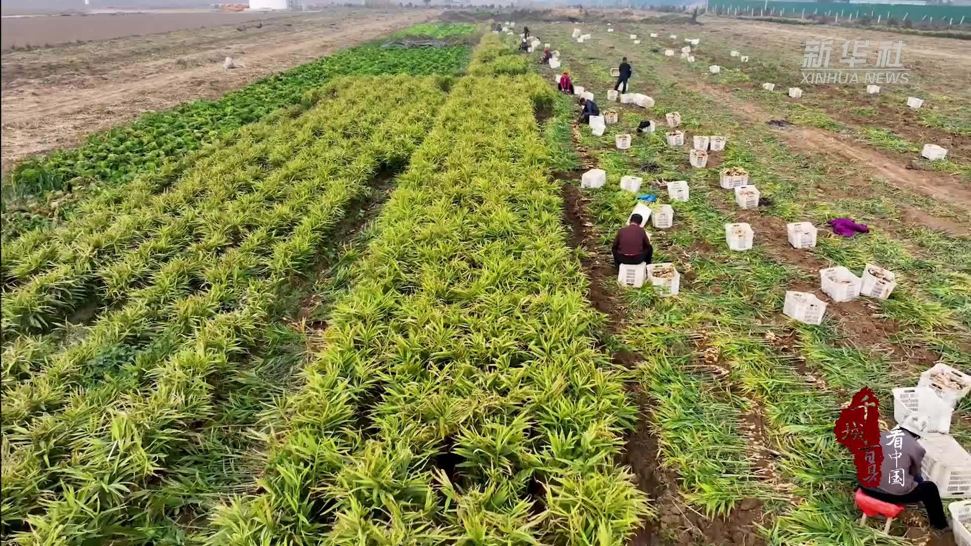 千城百县看中国｜河北宁晋：生姜丰收正当时 特色农业促振兴