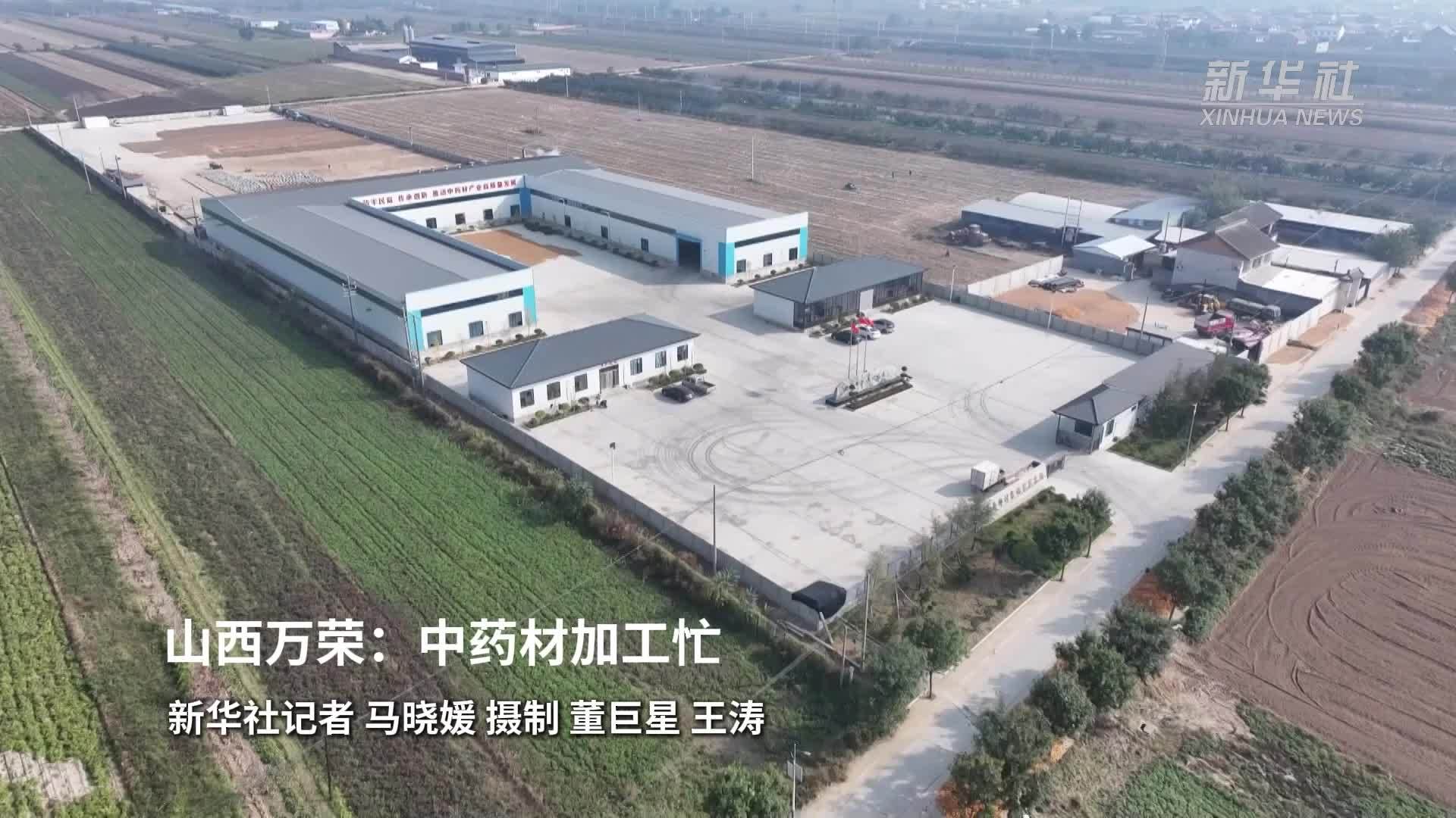 山西万荣：中药材加工忙