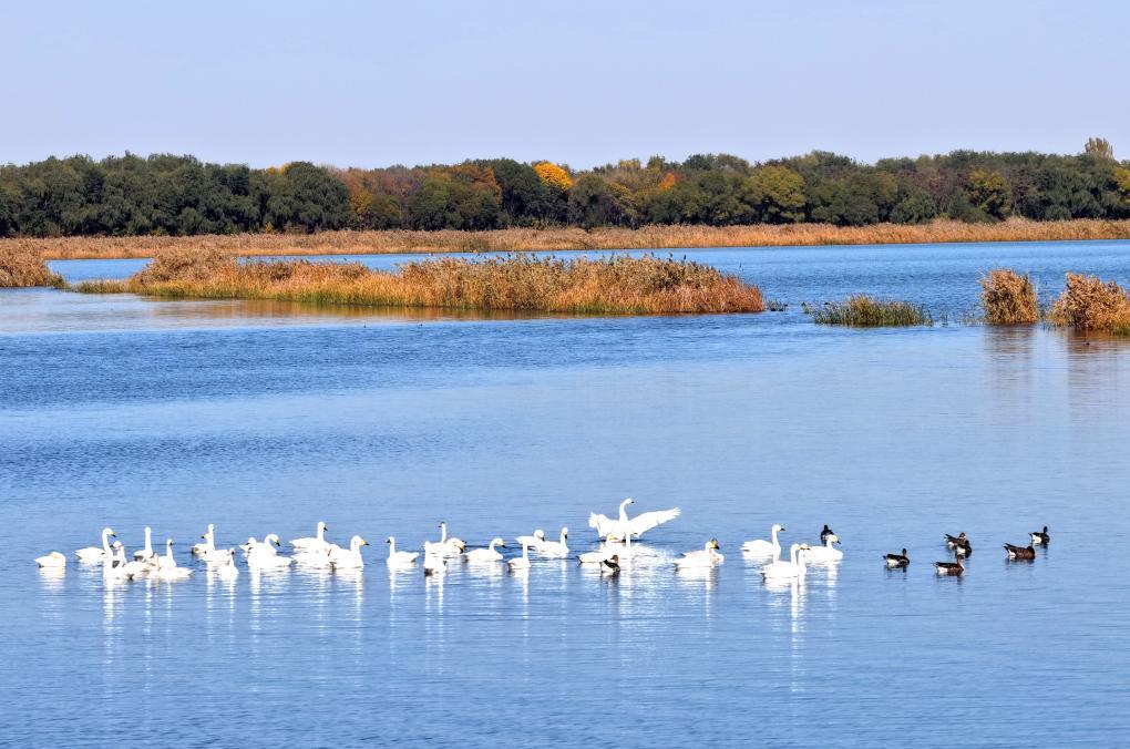 深秋，成群的小天鹅在衡水湖停留。（受访单位供图）
