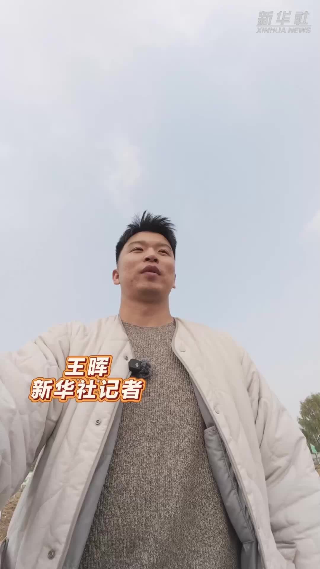 秀我中国｜做一天同事：小站稻收获需要分几步？记者在田间告诉您答案