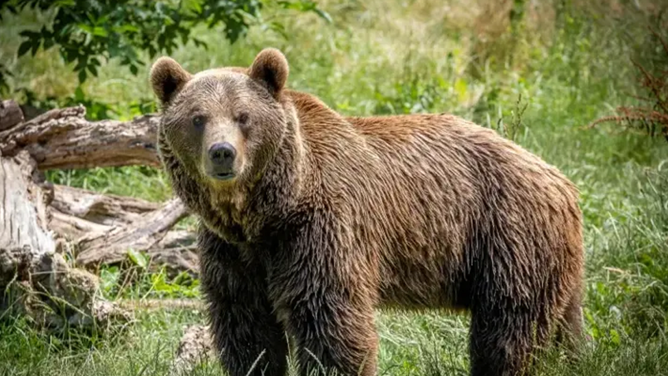 日本熊害已夺13命，警察即日起获准用“步枪猎熊”
