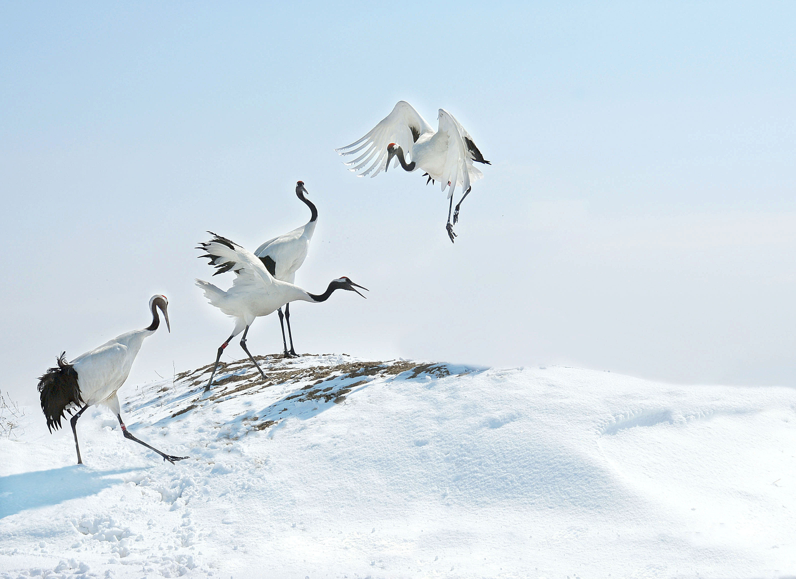 齐齐哈尔市举行2025-2026年冬季冰雪旅游“百日行动”新闻发布会  让今冬鹤城成为冰雪玩家“顶流”打卡目的地