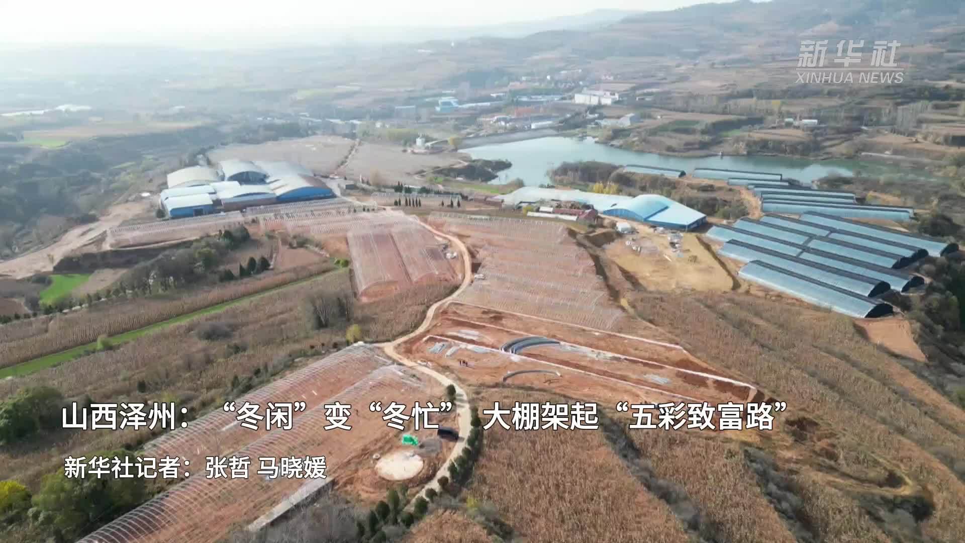 山西泽州：“冬闲”变“冬忙”大棚架起“五彩致富路”