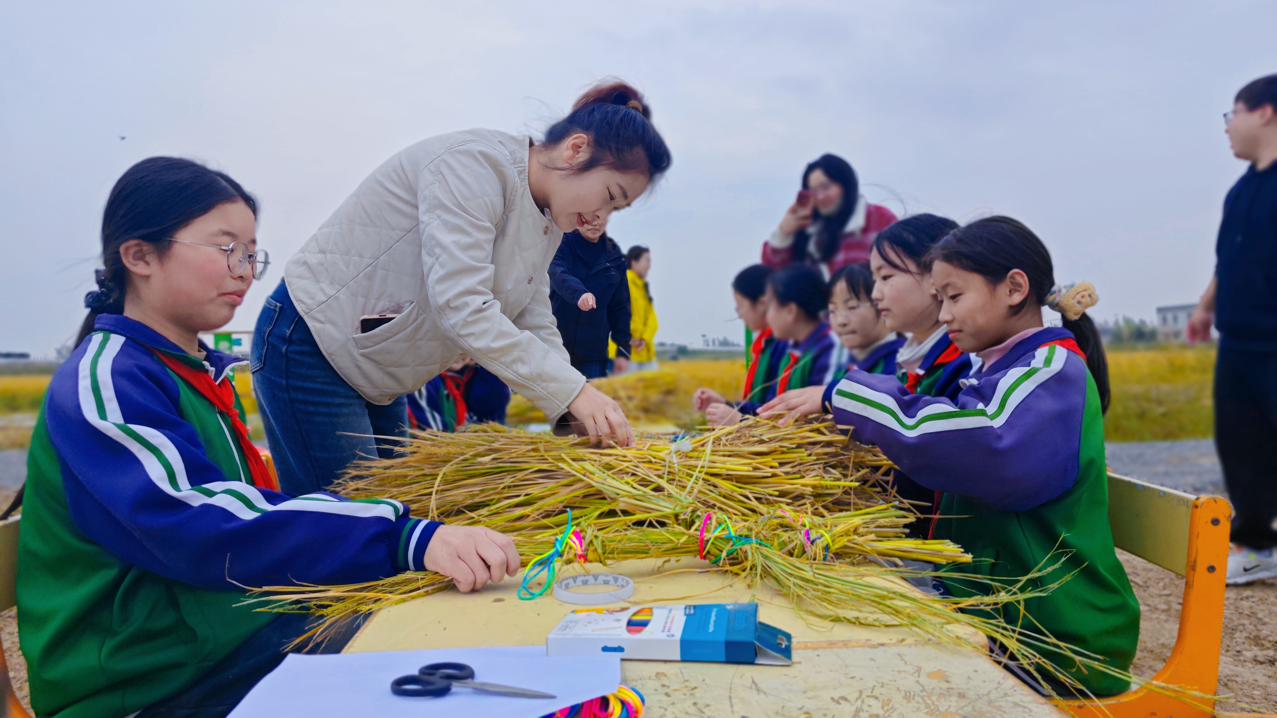 农耕实践 遇“稻”成长！丰县倾力打造劳动教育课堂
