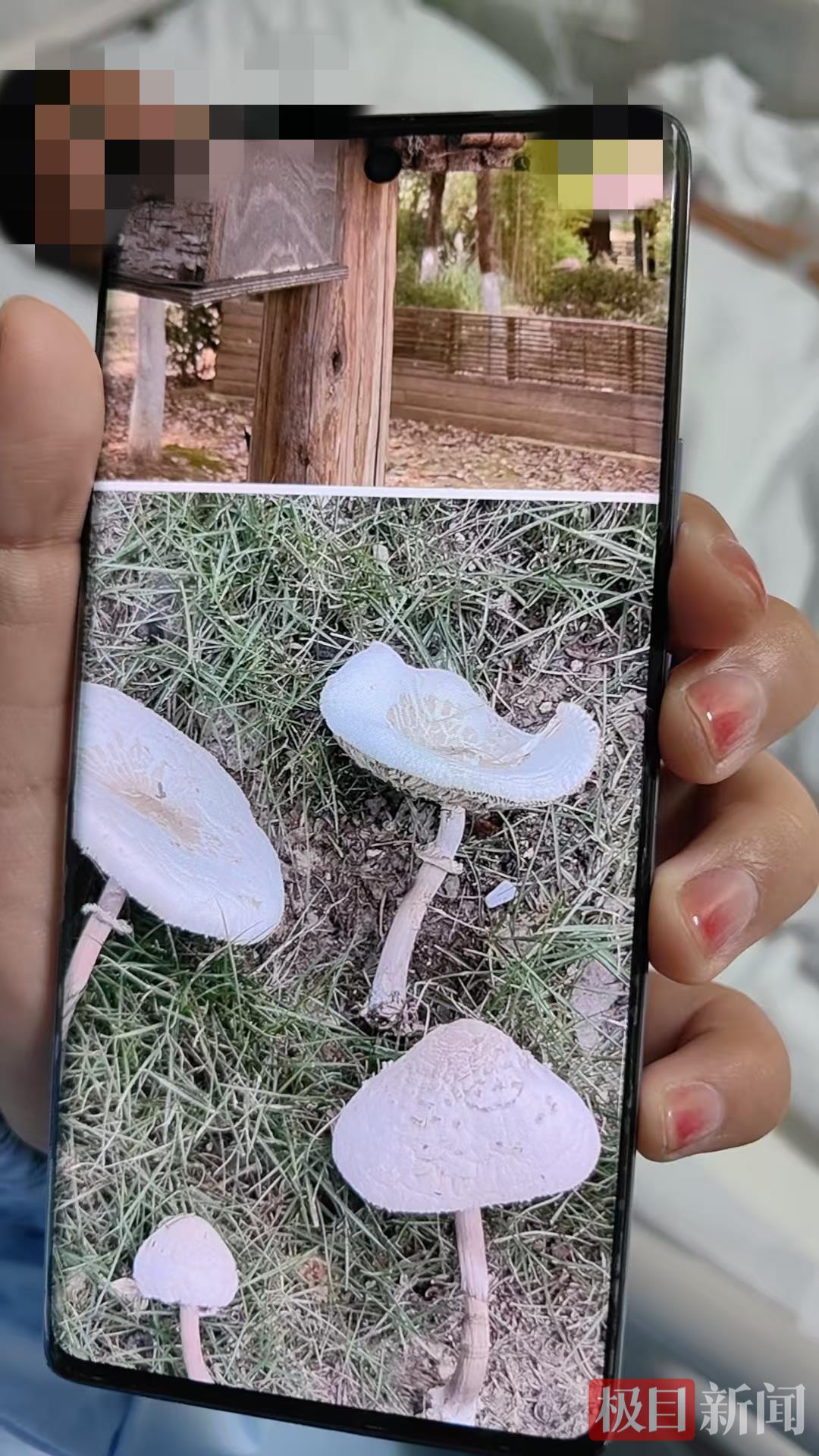 患者家属展示所采摘的野蘑菇图片.jpg