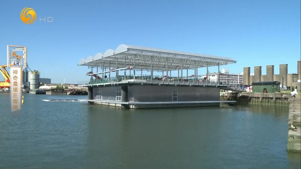 32头奶牛已“入住”漂浮农场，未来的食品生产有望从陆地转移到海洋