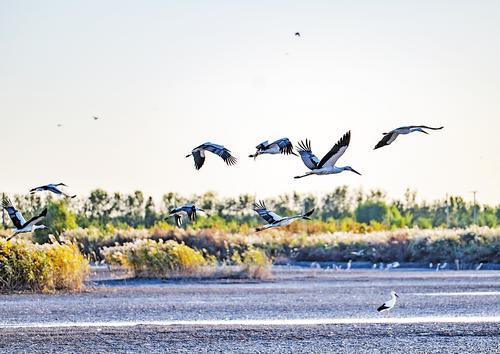 11月2日，东方白鹳在湿地上空飞舞。