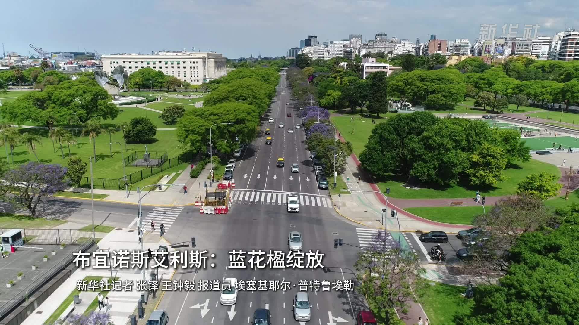 布宜诺斯艾利斯：蓝花楹绽放