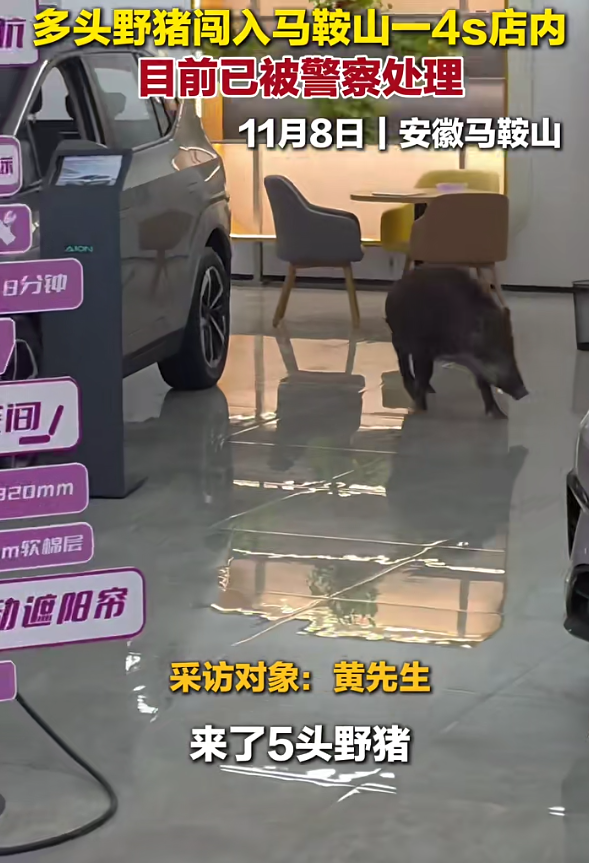 野猪“勇闯”马鞍山4S店，5头“涉事猪”已被处理