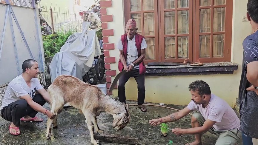 尼泊尔人杀羊吃，手起刀落羊头落地