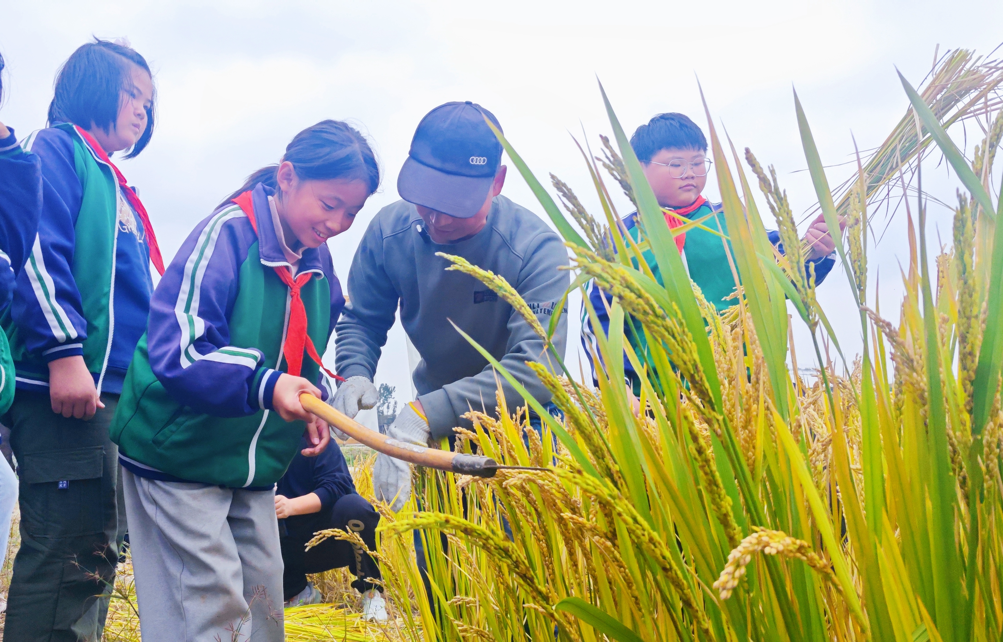 农耕实践 遇“稻”成长！丰县倾力打造劳动教育课堂