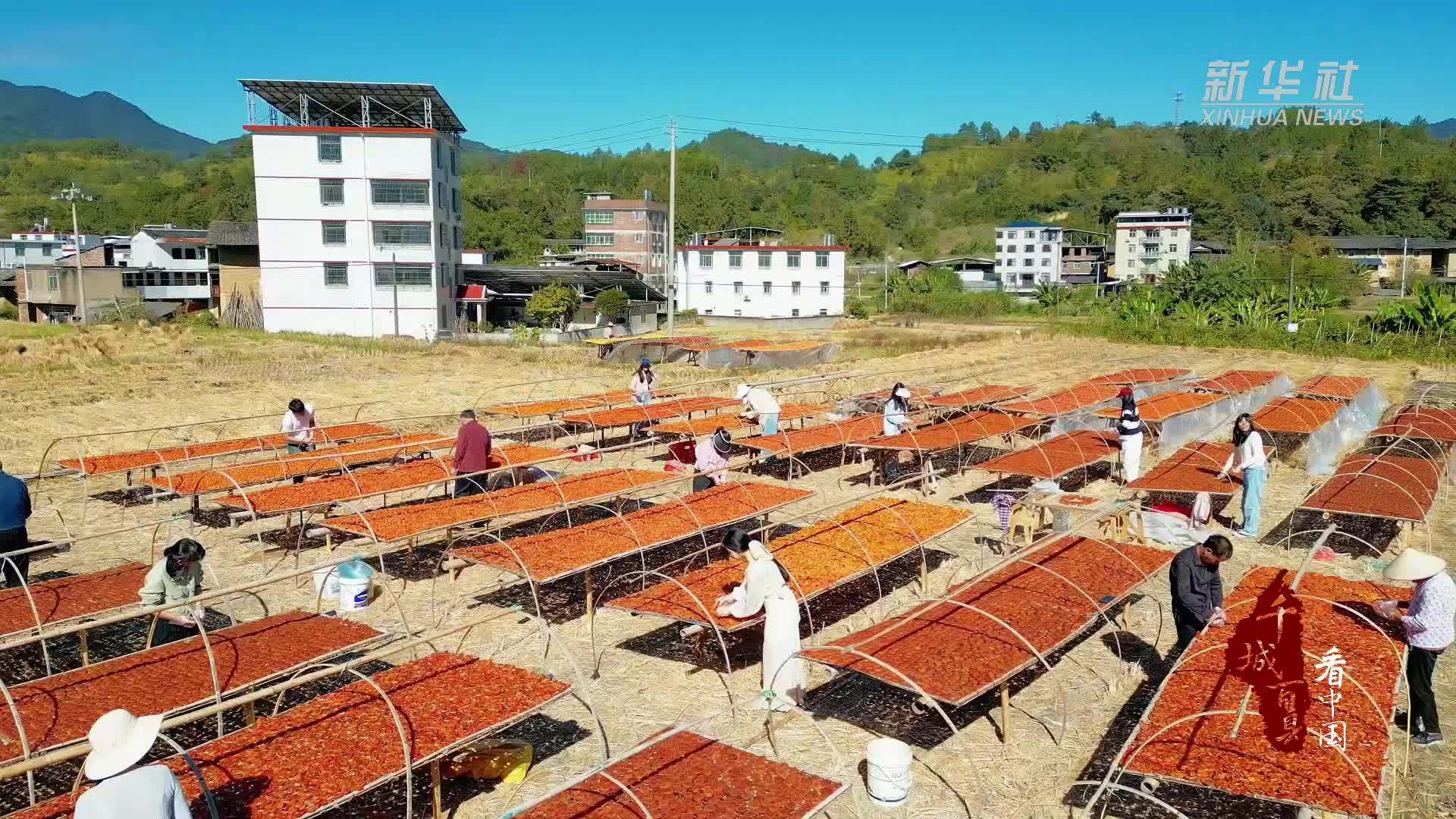 千城百县看中国｜福建永定：柿饼正飘香 农户笑开颜