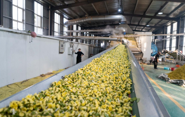 从“菊花香”变“金名片”！睢宁岚山镇力促中草药产业富民增收