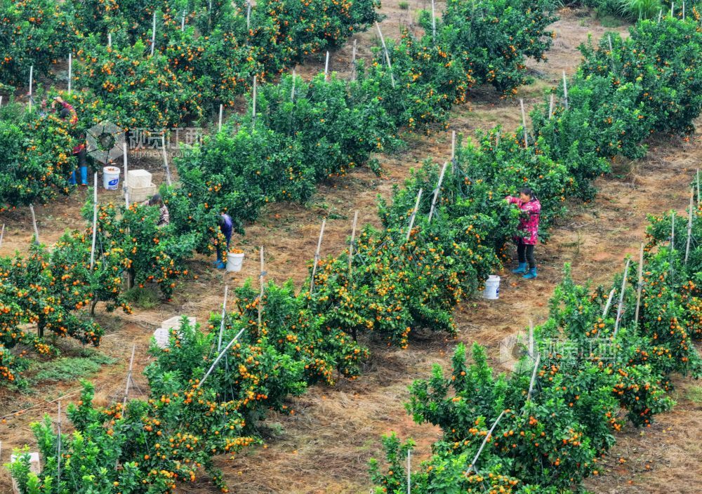 11月9日,江西省吉安市泰和县塘洲镇塘洲村奔象果业砂糖橘种植基地,农民正在装运采收的砂糖橘。