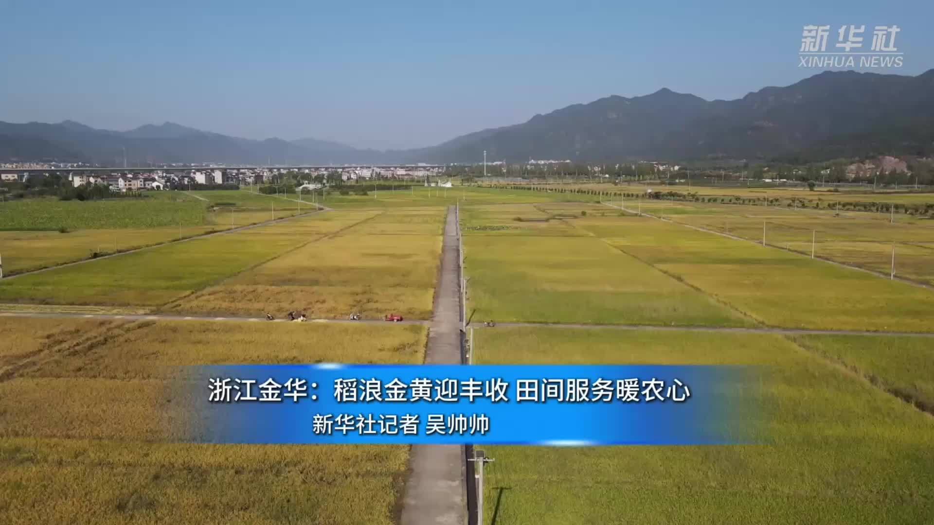 浙江金华：稻浪金黄迎丰收 田间服务暖农心