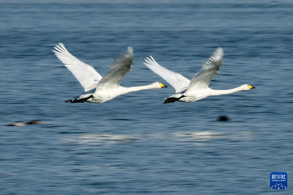11月12日,大天鹅在张掖黑河湿地国家级自然保护区高台段一处湖泊飞翔。新华社记者 张智敏 摄
