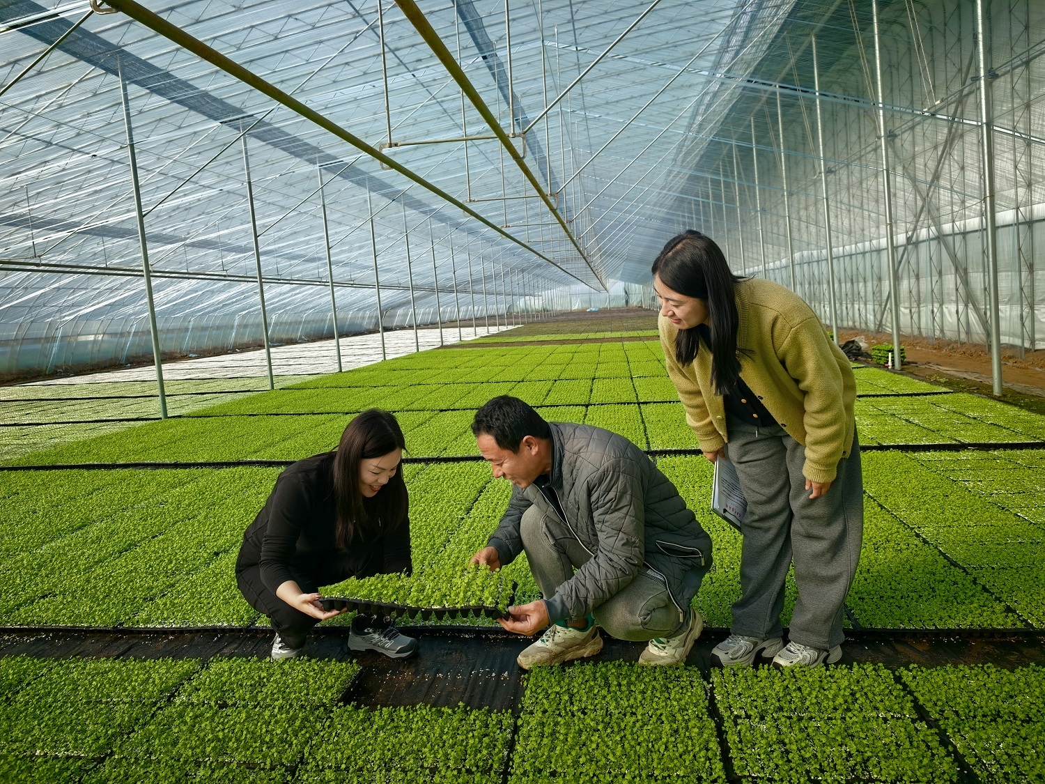 衡水市饶阳县：气象服务覆盖育苗基地  护航设施农业丰产丰收