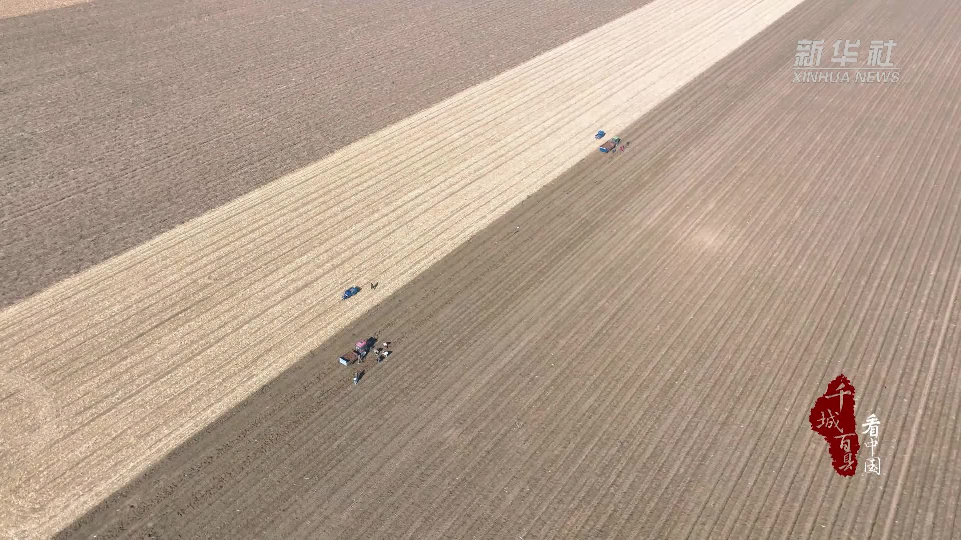 千城百县看中国｜内蒙古：药香漫田产业兴