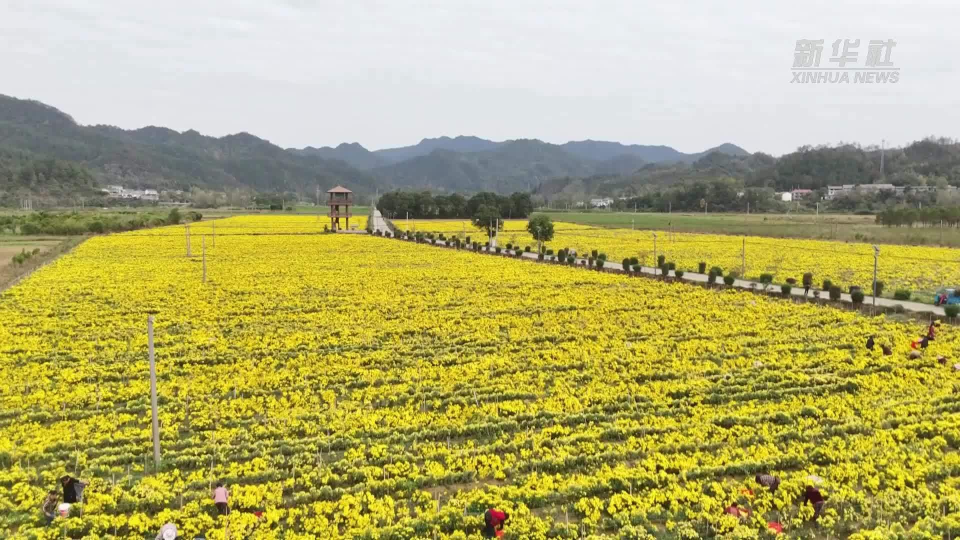 江西修水：金丝皇菊喜获丰收