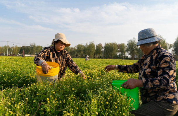 从“菊花香”变“金名片”！睢宁岚山镇力促中草药产业富民增收