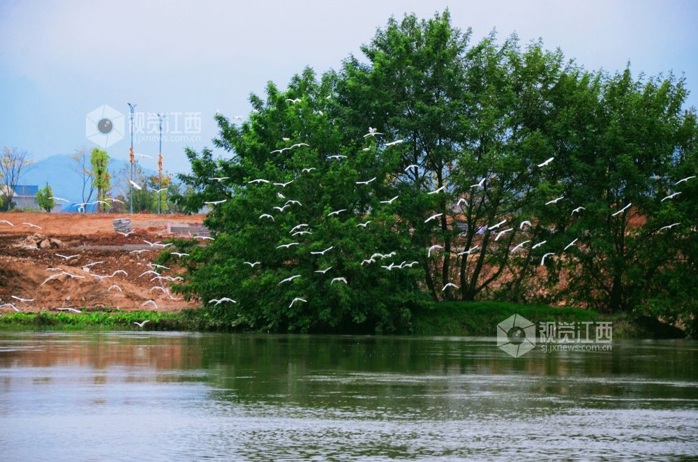 11月12日,江西省永新县禾水河畔,一群白鹭时而展翅高飞,时而低旋嬉戏,它们灵动的身姿与波光粼粼的水面相映成趣,为静谧的河道增添了无限生机与活力。