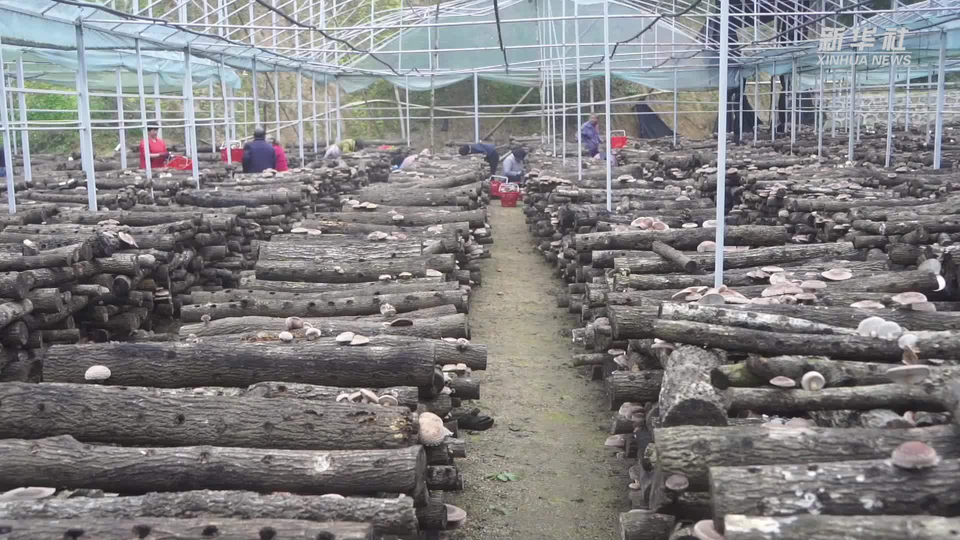 陕西西乡：香菇种植绘就乡村新“丰”景